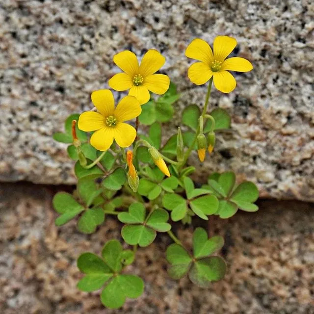 thumbnail for publication: Getting Into the “Weeds:” An Introduction to Common Lawn Plants and Their Ecological Benefits in North Central Florida
